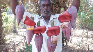 Cooking Banana Flower Balls in My Village - Food Money Food