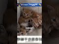 Спас бесхозных котяток и накормил 😮🔥🐈