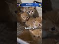 Спас бесхозных котяток и накормил 😮🔥🐈