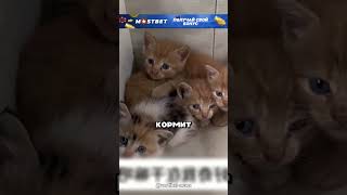 Спас бесхозных котяток и накормил 😮🔥🐈