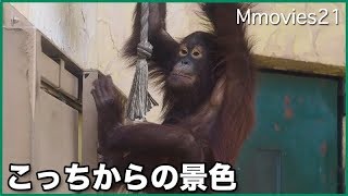 今までと逆の場所から眺める　ハヤトと弟路郎　ボルネオオランウータン