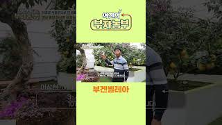 [역전의부자농부 280회] 부겐빌레아