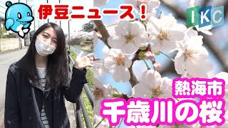 【伊豆ニュース】＃１５　千歳川の桜 満開！