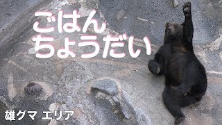 餌をおねだりするヒグマのポーズが可愛すぎる！登別クマ牧場