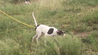 Started English Pointer Champion Elhew Pedigree 18 Male 8 Months