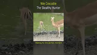 Nile Crocodile: The Stealthy Hunter