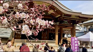 湯島天満宮　梅まつり　令和４年 / Japanese shrine plum blossom festival