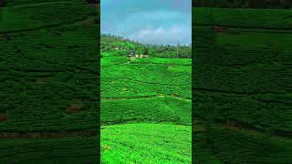 തേയില തോട്ടത്തിന്റ നടുക്ക് മനോഹരമായ അമ്പലം #munnar #vagamon #kuttikanam #hillstation #kashmir #misty