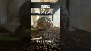 水場から巨体出現！#shorts #アフリカウシガエル #爬虫類 #動物 #カエル #frog #アクアリウム #捕食#ペット#pets