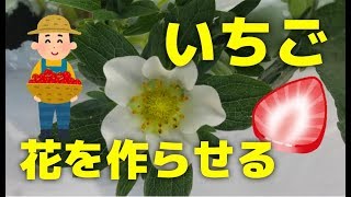 【家庭菜園のいちご】いちごの花や実ができないときに花を作らせる方法10個をプロが解説