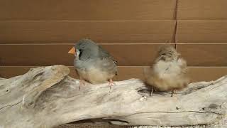 ムーちゃんパフちゃんふたり揃って羽繕い🐥🐥❣️ムーちゃんと同じ出身、同じ誕生月のパフちゃんをお迎えしました✨姉妹であろうムーちゃんパフちゃん、交互に掛け声かけながら羽繕い❤かわいいぺ🥰