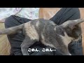 至福のひととき！猫が膝の上で甘える幸せな時間／happy moments with cats