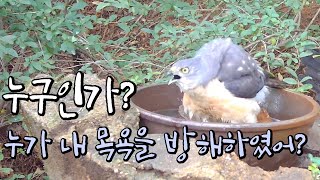 Who interferes with the Chinese Sparrowhawk's bath? Ep.177