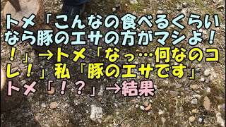 【スカッと】トメ「こんなの食べるくらいなら豚のエサの方がマシよ！！」→トメ「なっ…何なのコレ！」私『豚のエサです』トメ「！？」→結果【痛快・スカッとジャパン!】