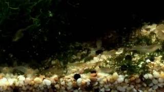 Neocaridina denticulate 不黑的黑殼蝦