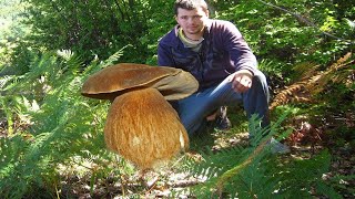 Giant birch bolete. world record. Porcini and boletus.