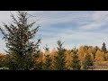 Красивая Золотая Осень. Осенний Лес.🍁Мелодия уходящей осени 🎶