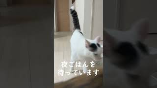 夜ごはんを待ってる時は全員集合する猫達 #shorts