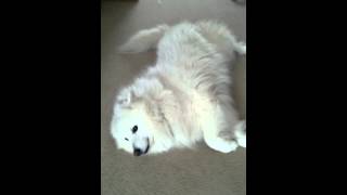 Samoyed Talking