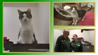 Katzenvermittlung - Oktober/November 2016 (Tierheim Hannover TV)