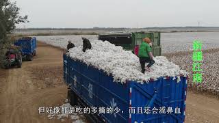 88年我出生在新疆 从小家里就种地 所有生活花销全靠棉花