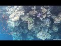 Red Sea Sinai: Blue Hole (Dahab) (May 2022)