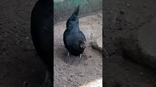 இதெல்லாம் ஒரு வாழ்க்கை..... 🤣🤣🤣🤣🤣 #kozhi_koothugal #husbandwifecamedy #funny_chicken #funny #comedy