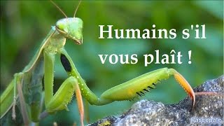 Les insectes s'adressent a l'humanité , écoutez voila leurs méssages .