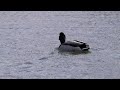 もえぎ野公園のマガモの交尾　その１（4k60p動画）