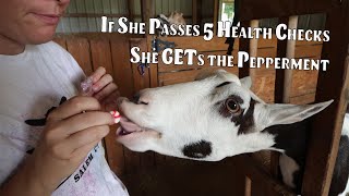 Breeding goats for beginners - 5 Simple HEALTH checks - Part#1