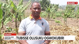 Agataliikonfuufu:  ENSIGO!  TUBISSE OLUSUKU LWAFFE OKUKUUMA AMAZZI MU TTAKA