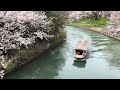 2024年4月5日 京都 伏見十石舟と満開の桜🌸を歩く walking in fushimi kyoto 【4k】