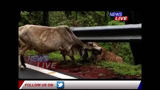 এটা নাহৰফুটুকী বাঘে এজনী গৰুক পথৰ পৰা টানি নিয়াৰ শিহৰণকাৰী দৃশ্য বন্দী কেমেৰাত