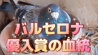 長距離頑張りたくて、種鳩用に作出しました