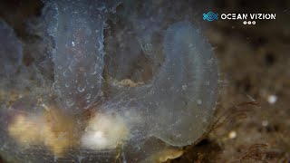 An alien in the sea | Nudibranch Melibe