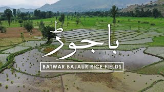 Batwar Rice Fields, Bajaur KPK Pakistan