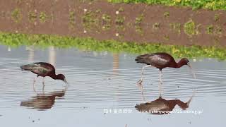 ブロンズトキ　雌雄仲良くお散歩採餌