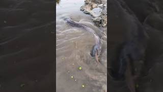 Big Catfish in Canal #amazing  #fishing  #shorts