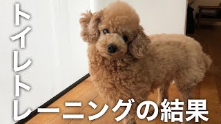 【犬のトイレ】うんちの時とおしっこの時の報告に差がありすぎるトイプードル