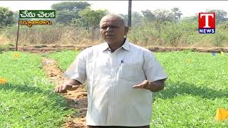 Chenu Chelaka | Farmer Maram Narayana Reddy About Kharbuja Cultivation | TNews Telugu