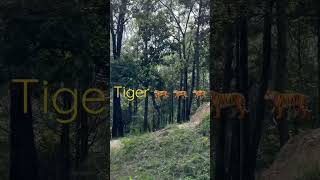 Tiger around Shivapuri National Park 🏞