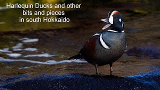 Harlequin Ducks and other bits and pieces in south Hokkaido