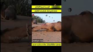 చనిపోయిన ఒంటె దగ్గరికి ఎందుకు వెళ్ళాకూడదు| #shorts #telugufacts #harshasai #factsintelugu  #top