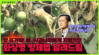 [농업기술동영상] 배·사과의 화상병 예찰과 방제