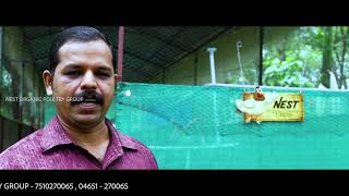 ലാഭകരമായ മുട്ടക്കോഴി വളർത്തൽ BV380 kozhi in kerala | Nest Organic Poultry Group