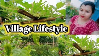 Village Lifestyle// Nature// Village Lifestyle Vlog//ঘৰত হোৱা পাচলি// #villagelife #village