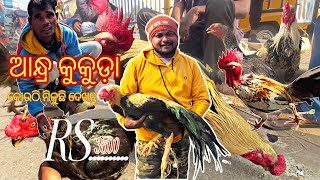 ଆନ୍ଦ୍ର କୁକୁଡ଼ା 🐔🐔🐔ହାଟ ଦେଖନ୍ତୁ ବହୁତ କମ ଦାମ ରେ କଉଠି ମିଳୁଛି #kukudalover 🐔🐔 Price only 3500