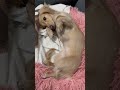 おばけスタイルでくつろぐ犬 ミニチュアダックス shorts