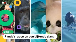 Dit vonden jullie het dieren-nieuws van 2020