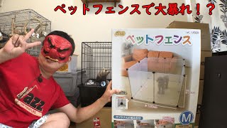 【あつまれてんぐの森】フェレットのためにペットフェンス買ってみた【フェレッチャンネル】【ferret channel】